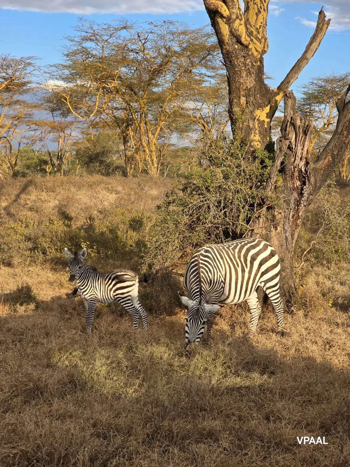 A zebra grazing among acacia trees in the Kenyan bush at golden hour