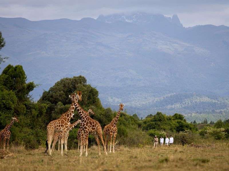 Fairmont Mount Kenya Safari Club - photo 3