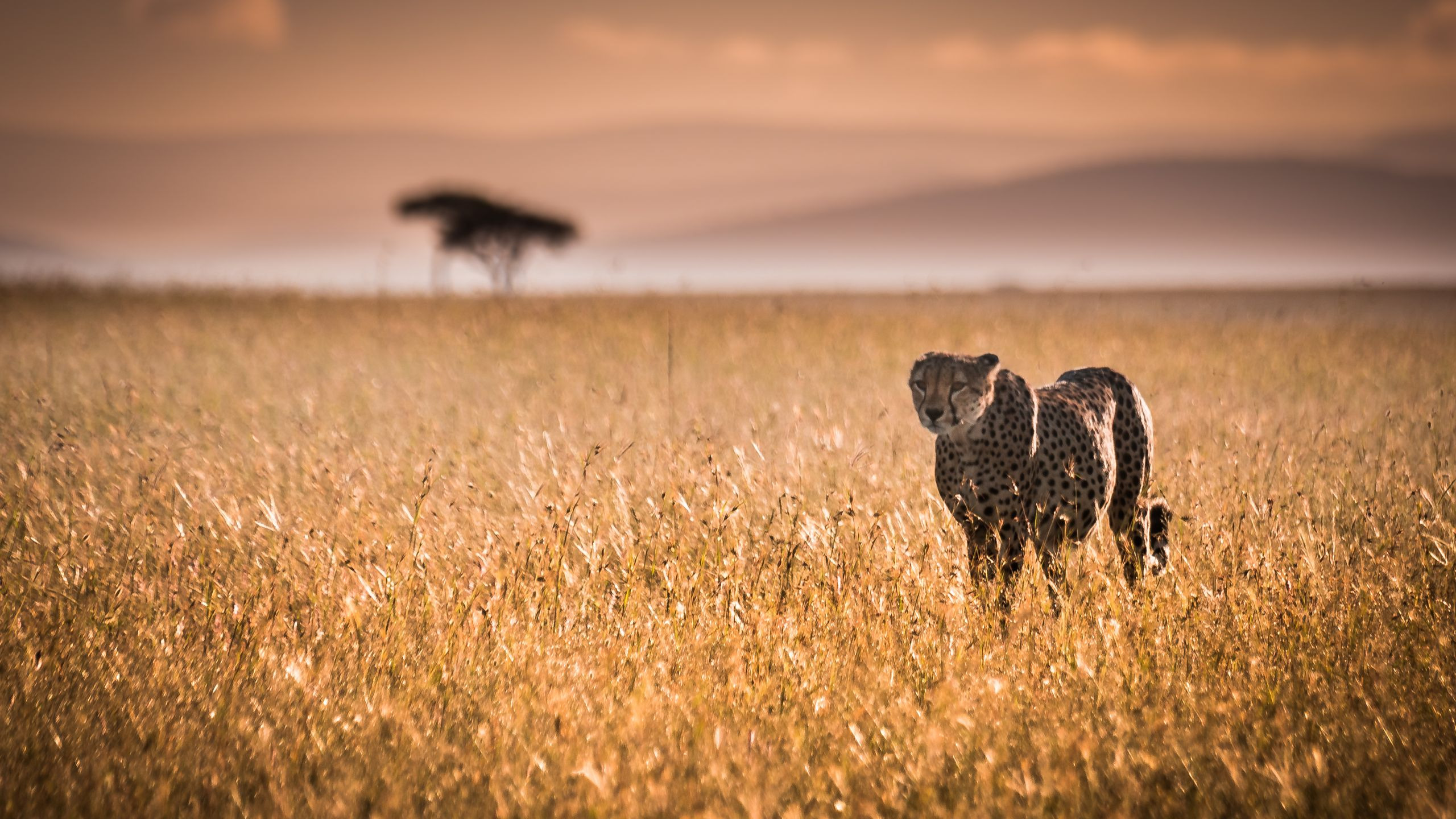 Angama Mara - photo 3