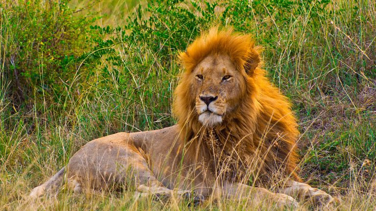 Majestic lion with a flowing mane resting in the grass in Narok County, Masai Mara