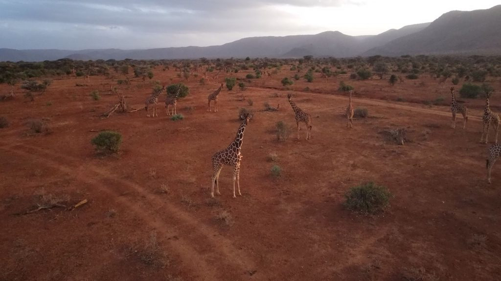 Aerial view of giraffes crossing the sandy plains of Samburu National Reserve with a distant mountain on the horizon