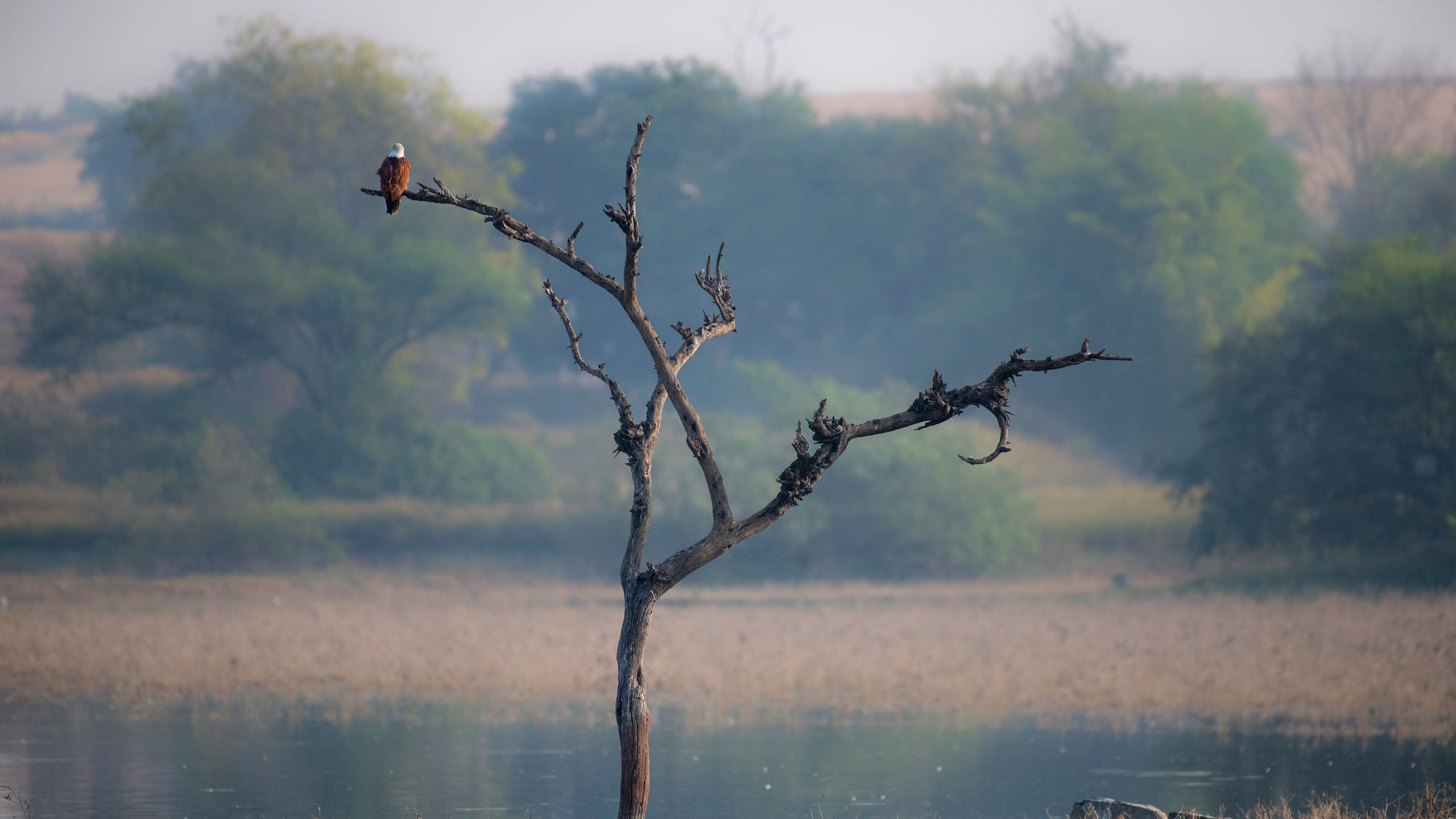 Fish Eagle Inn & Campsite - photo 4