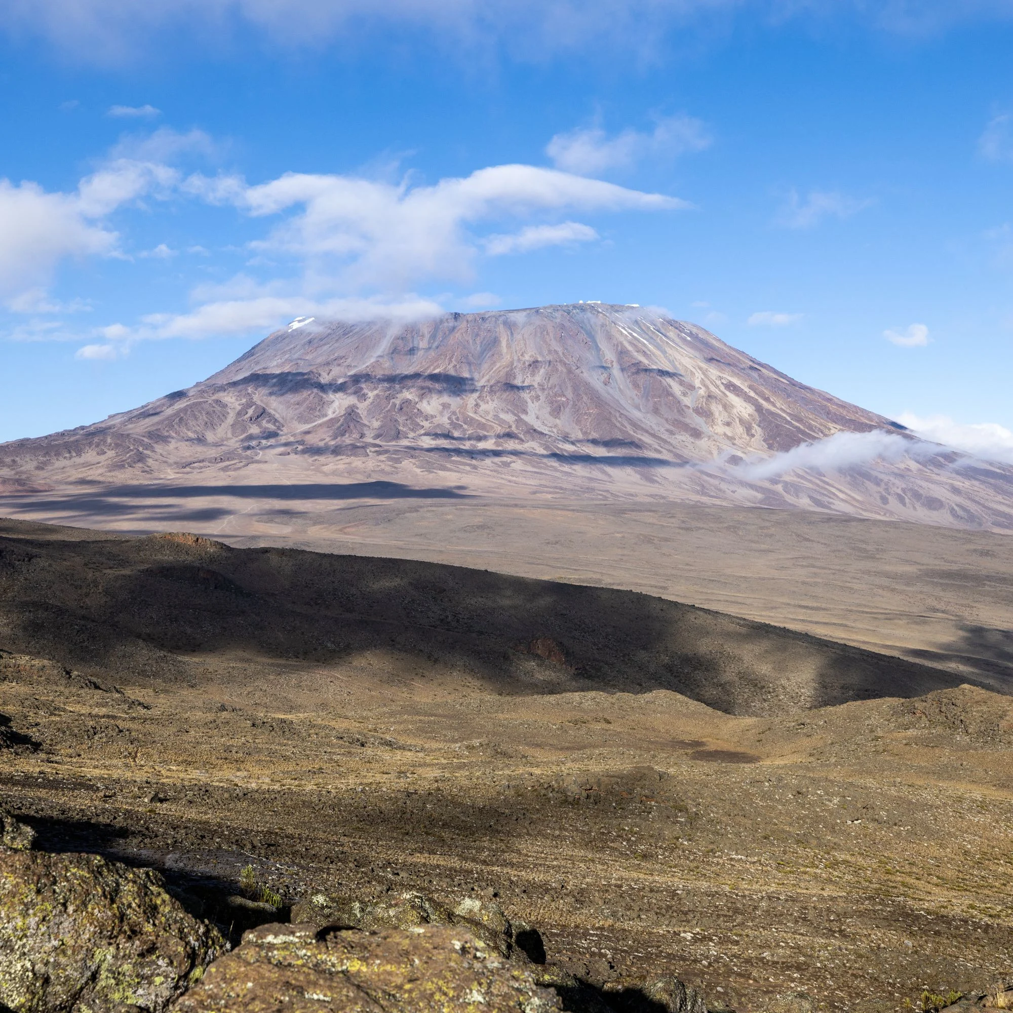 The snow-capped summit of Mount Kilimanjaro rising above the treeline under a clear sky