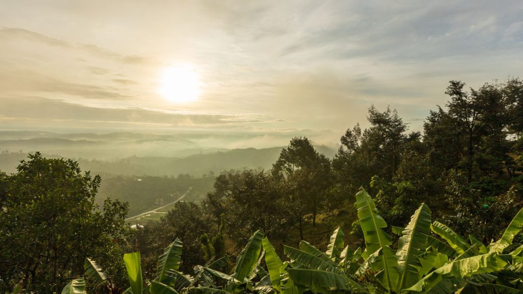 Sunrise breaking through mist over the dense, forested hills of Bwindi Impenetrable Forest