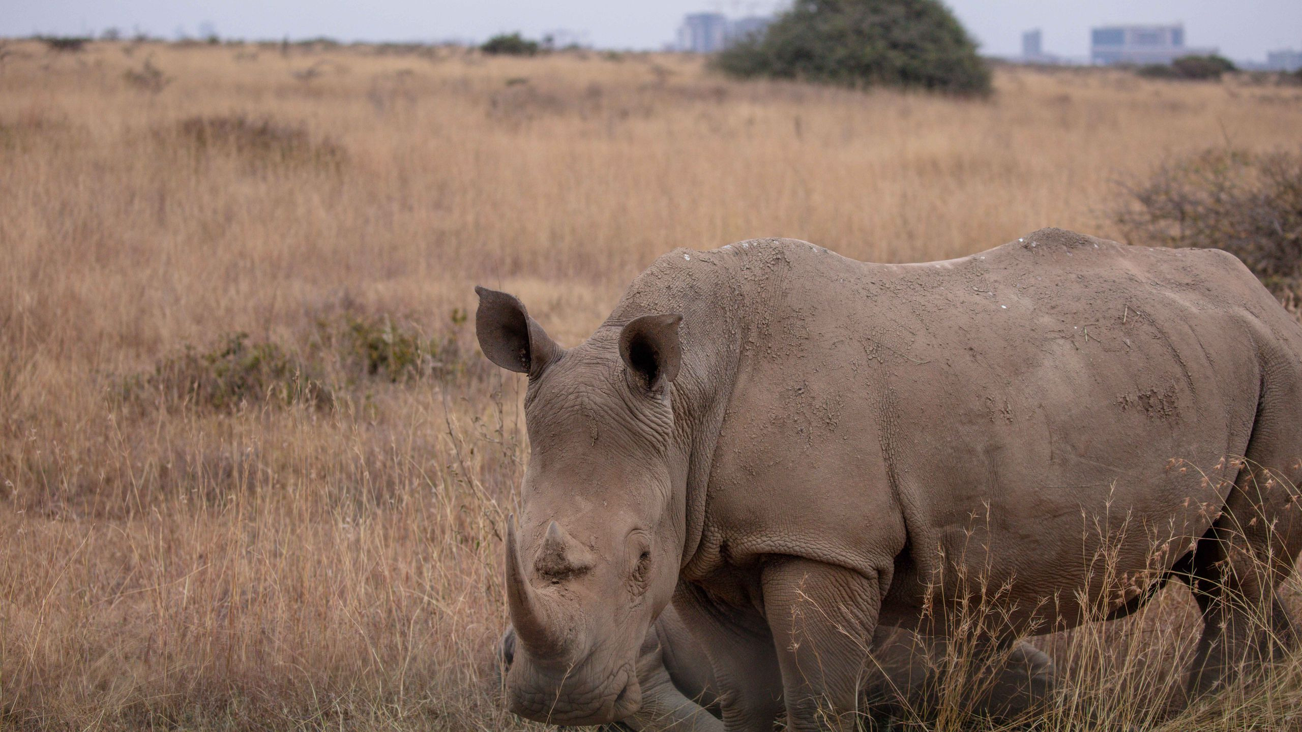Black rhino grazing in Nairobi National Park with the city skyline visible behind it