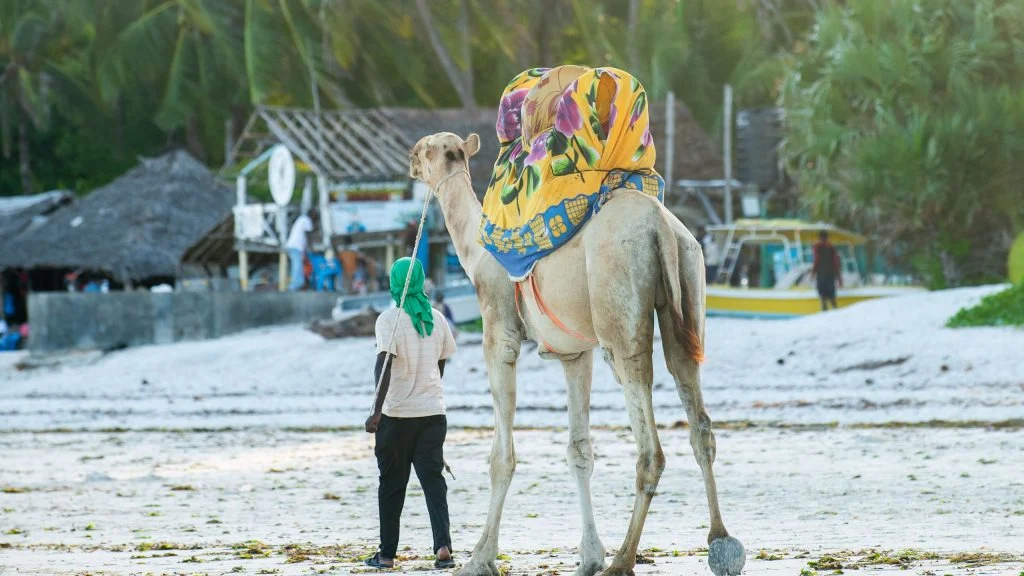 A guide walks a colorfully blanketed camel along a sunny stretch of Mombasa beach