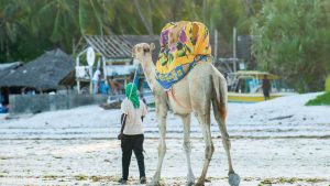 A guide walks a colorfully blanketed camel along a sunny stretch of Mombasa beach