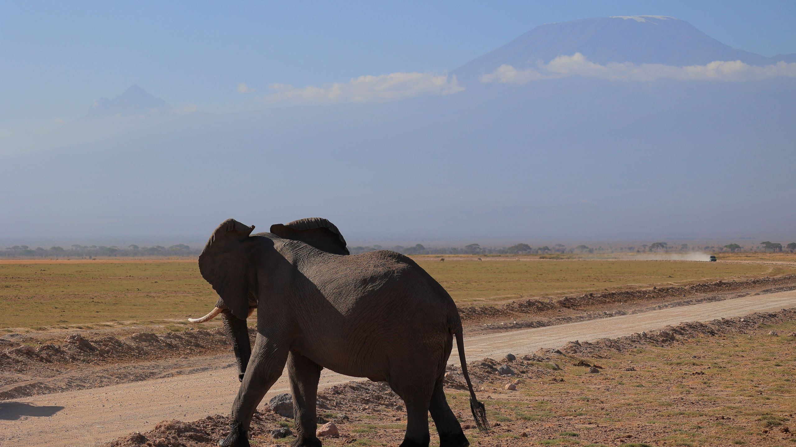 A lone African elephant walking a dirt road in Amboseli National Park with Mount Kilimanjaro behind it