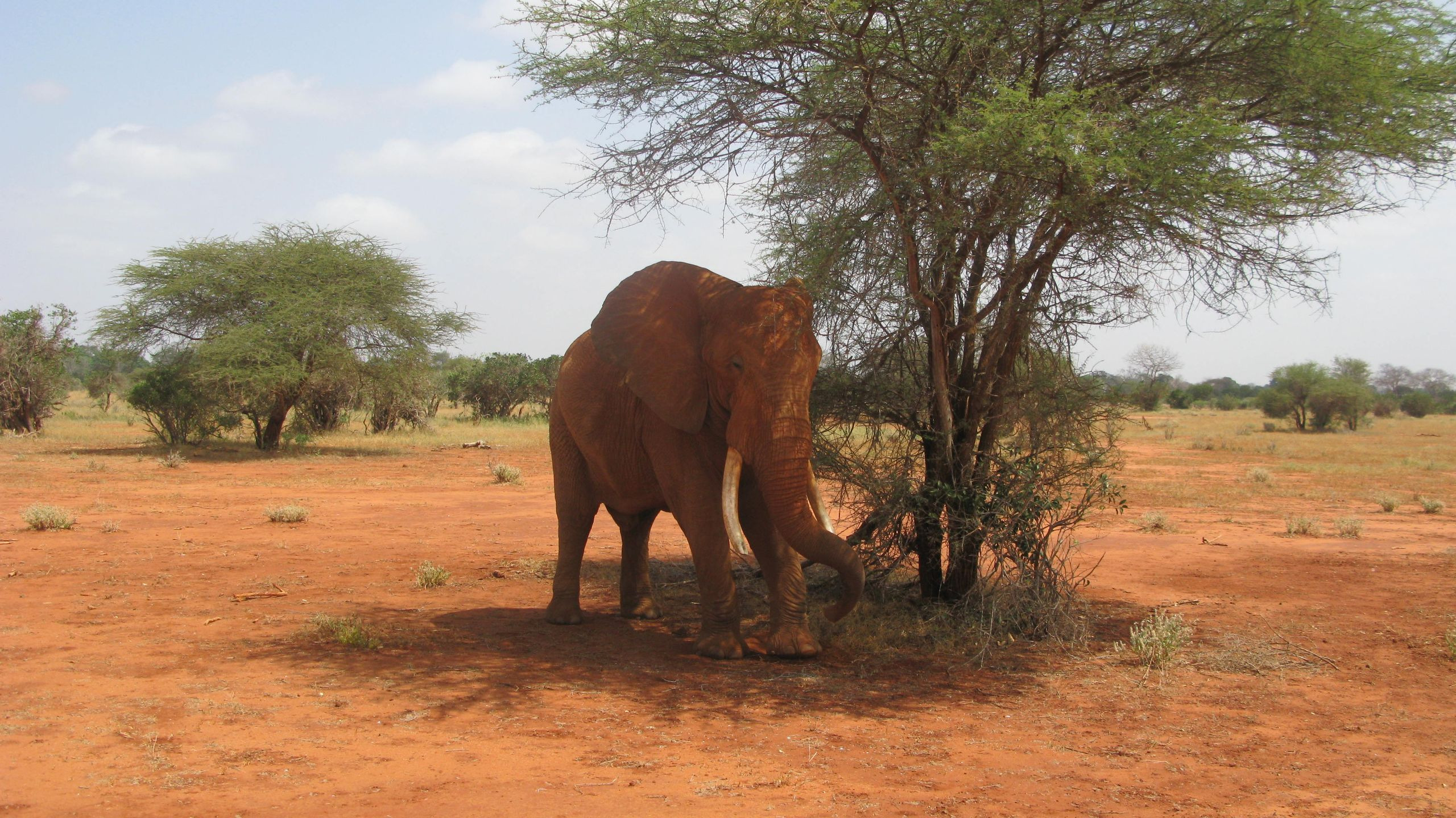 Voi Safari Lodge - photo 3