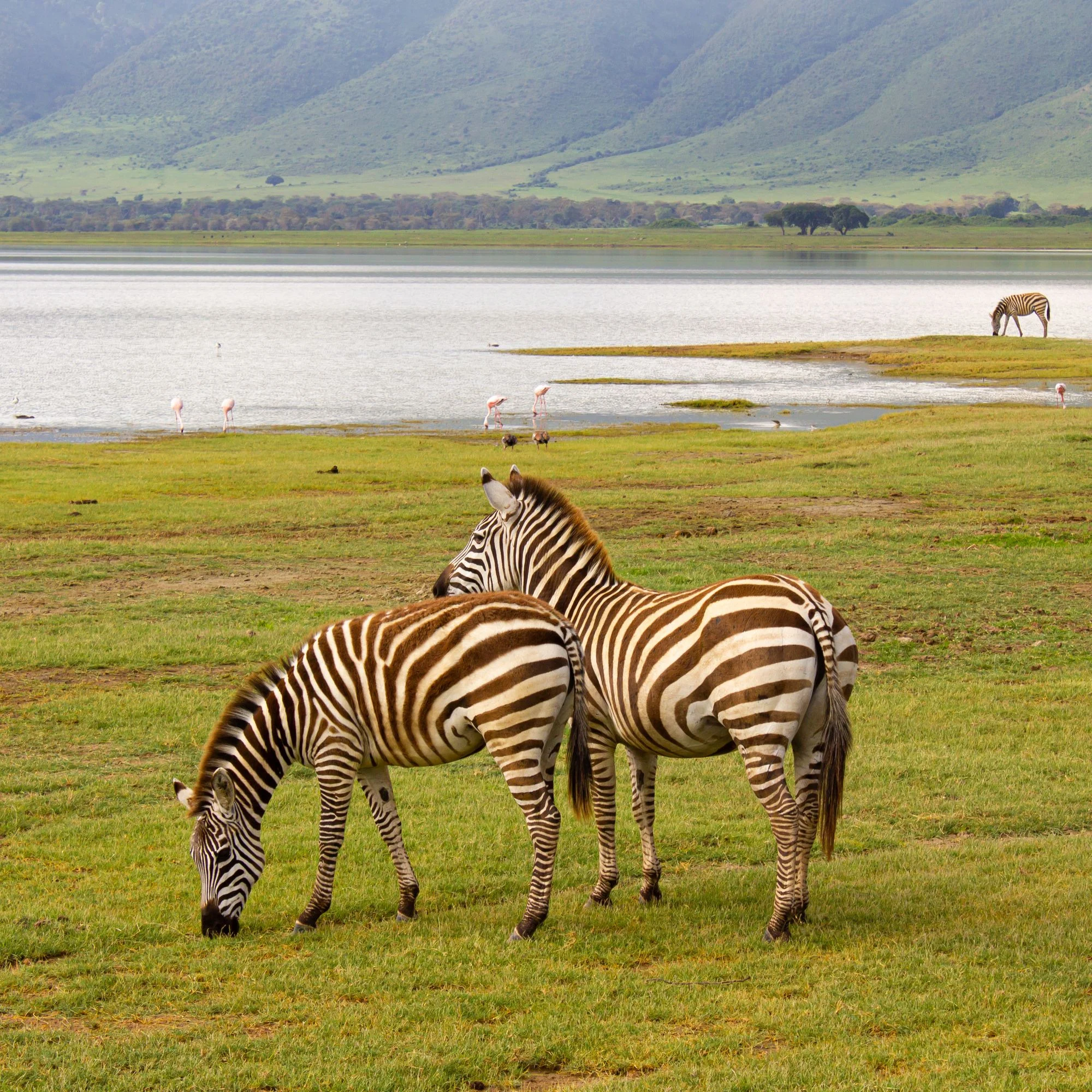 Zebra grazing on the floor of the Ngorongoro Crater with the crater rim rising behind, Tanzania