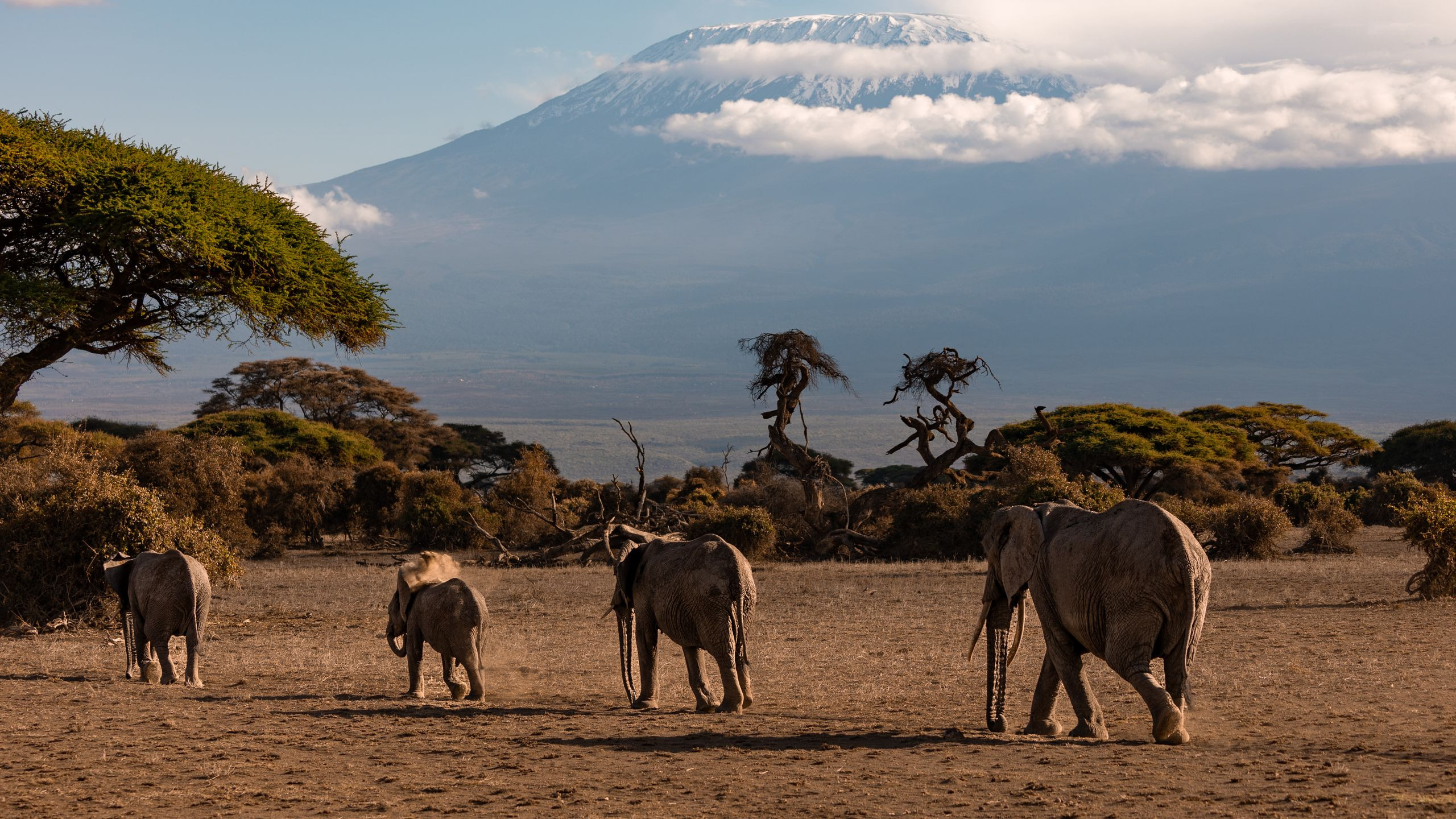 Herd of African elephants walking across the Amboseli savannah with Mount Kilimanjaro rising in the background