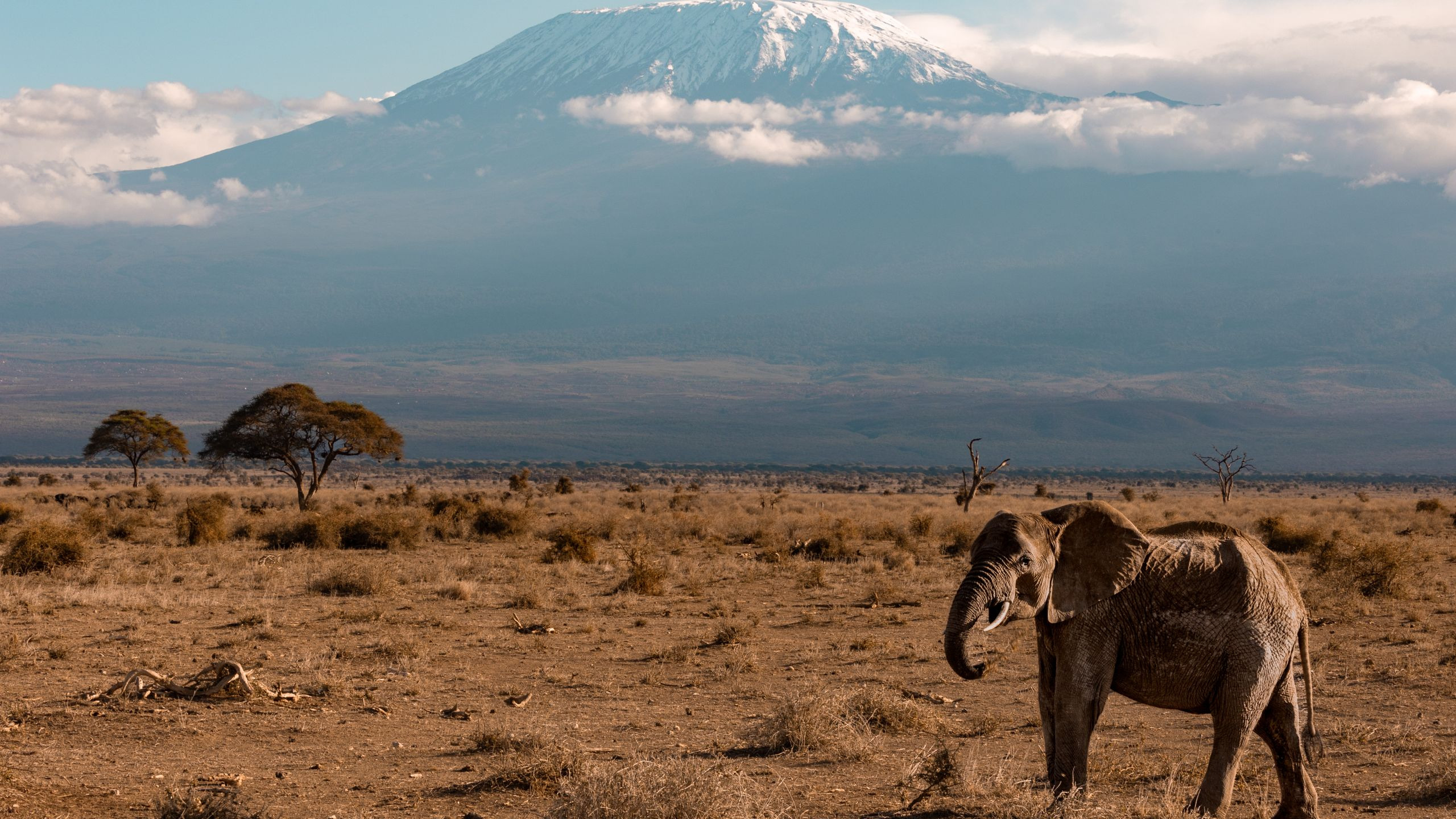 AA Lodge Amboseli - photo 3