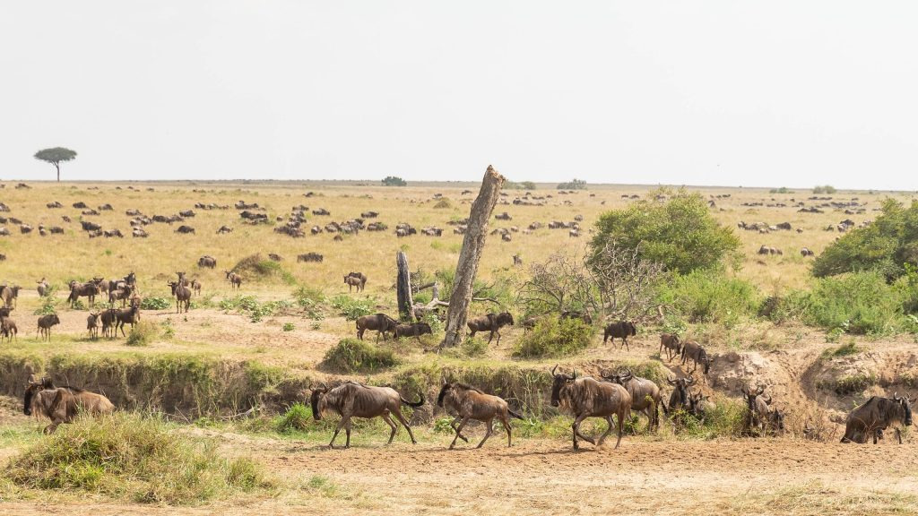 Panoramic view of wildebeest migrating across the open grasslands of the Masai Mara