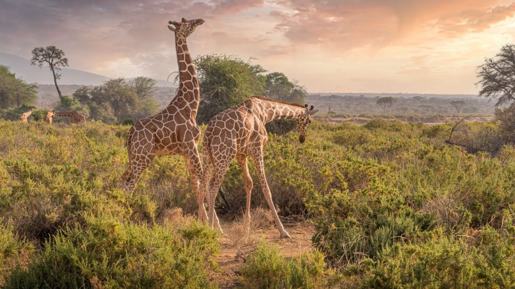 Two giraffes silhouetted against a golden sunset in Samburu, Kenya