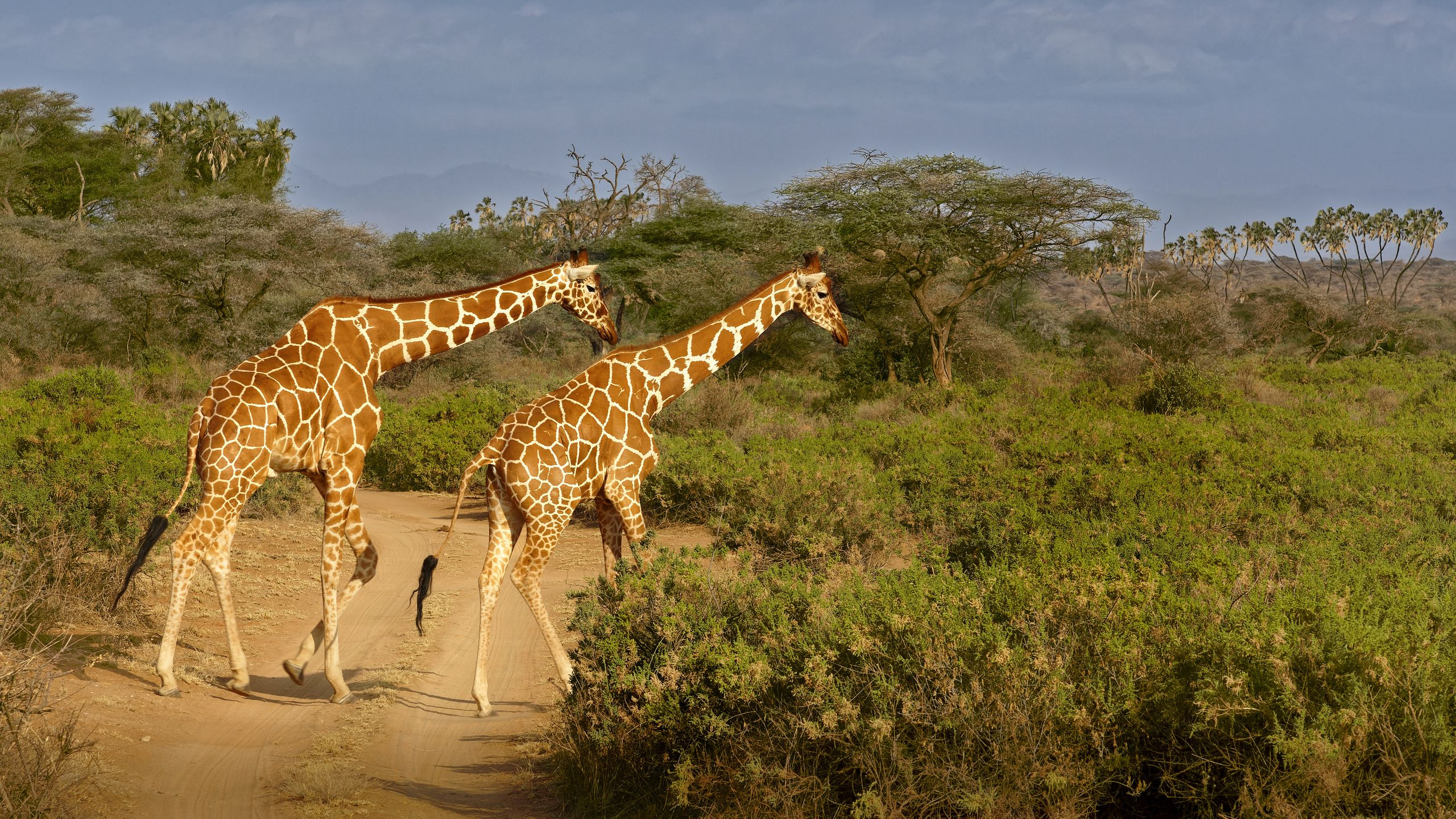 Two reticulated giraffes walking through the Samburu savannah in northern Kenya