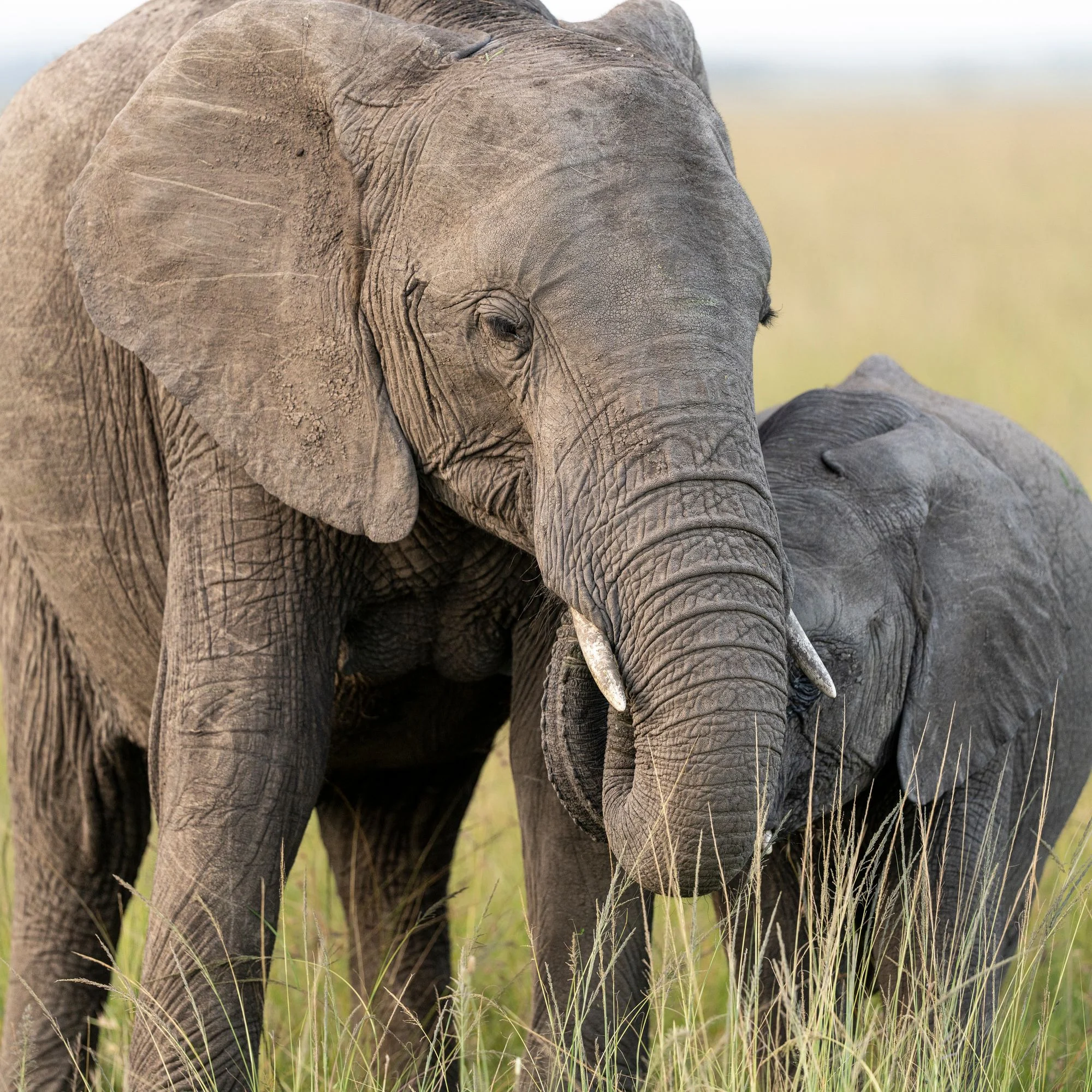 Mother and calf elephant grazing together in the grasslands of the Masai Mara, Kenya
