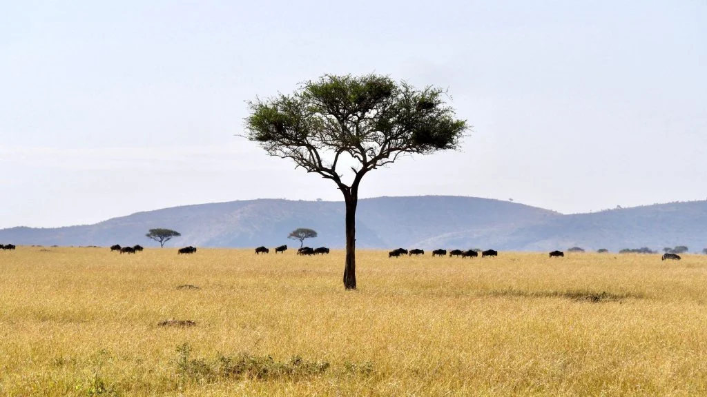 A lone acacia tree stands over a wildebeest herd on the open Serengeti plains