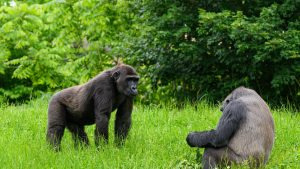 Two mountain gorillas interacting together in lush forest greenery