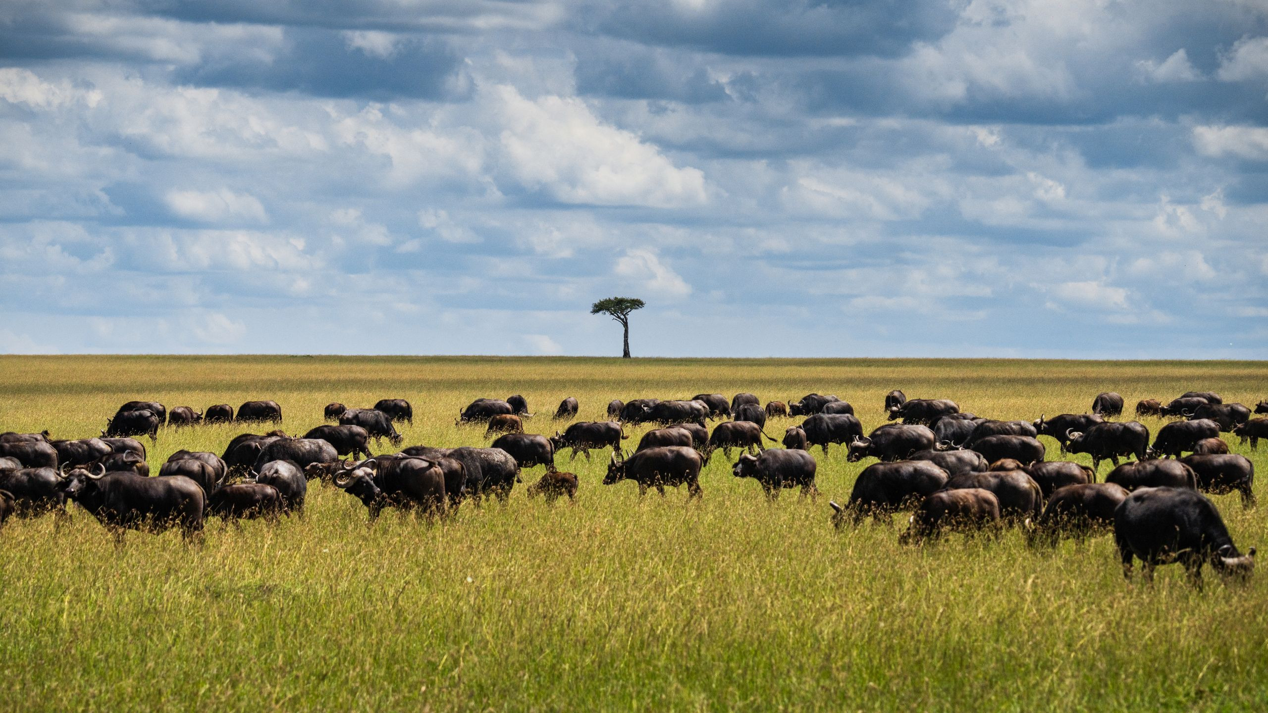 Tipilikwani Mara Camp - photo 3