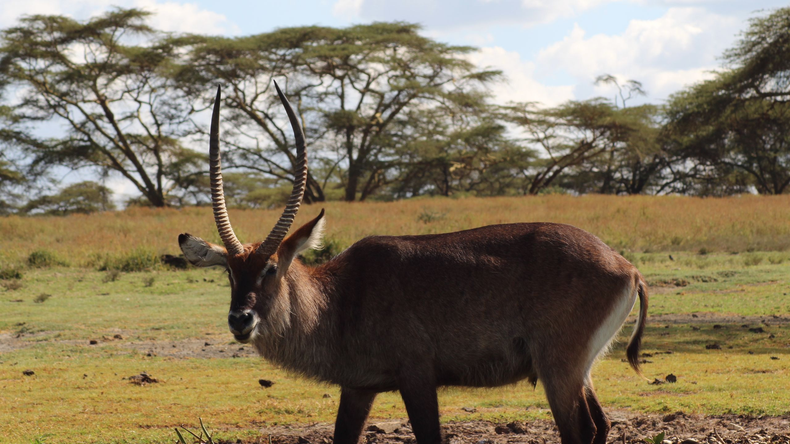 Naivasha Kongoni Lodge - photo 4