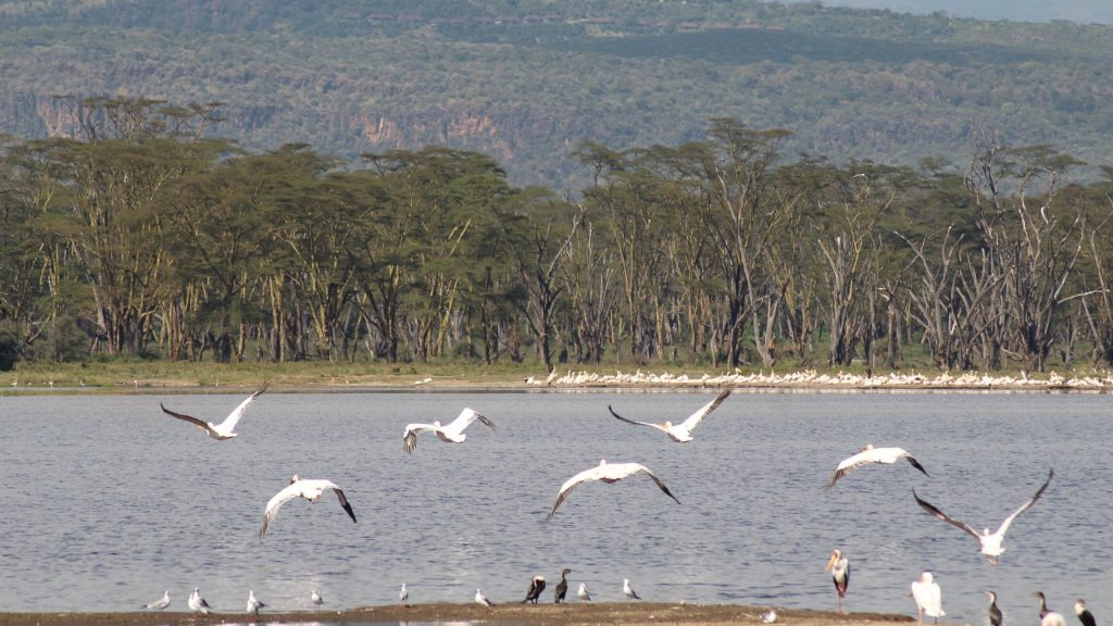 Flock of pelicans flying above the shoreline of Lake Nakuru National Park, Kenya
