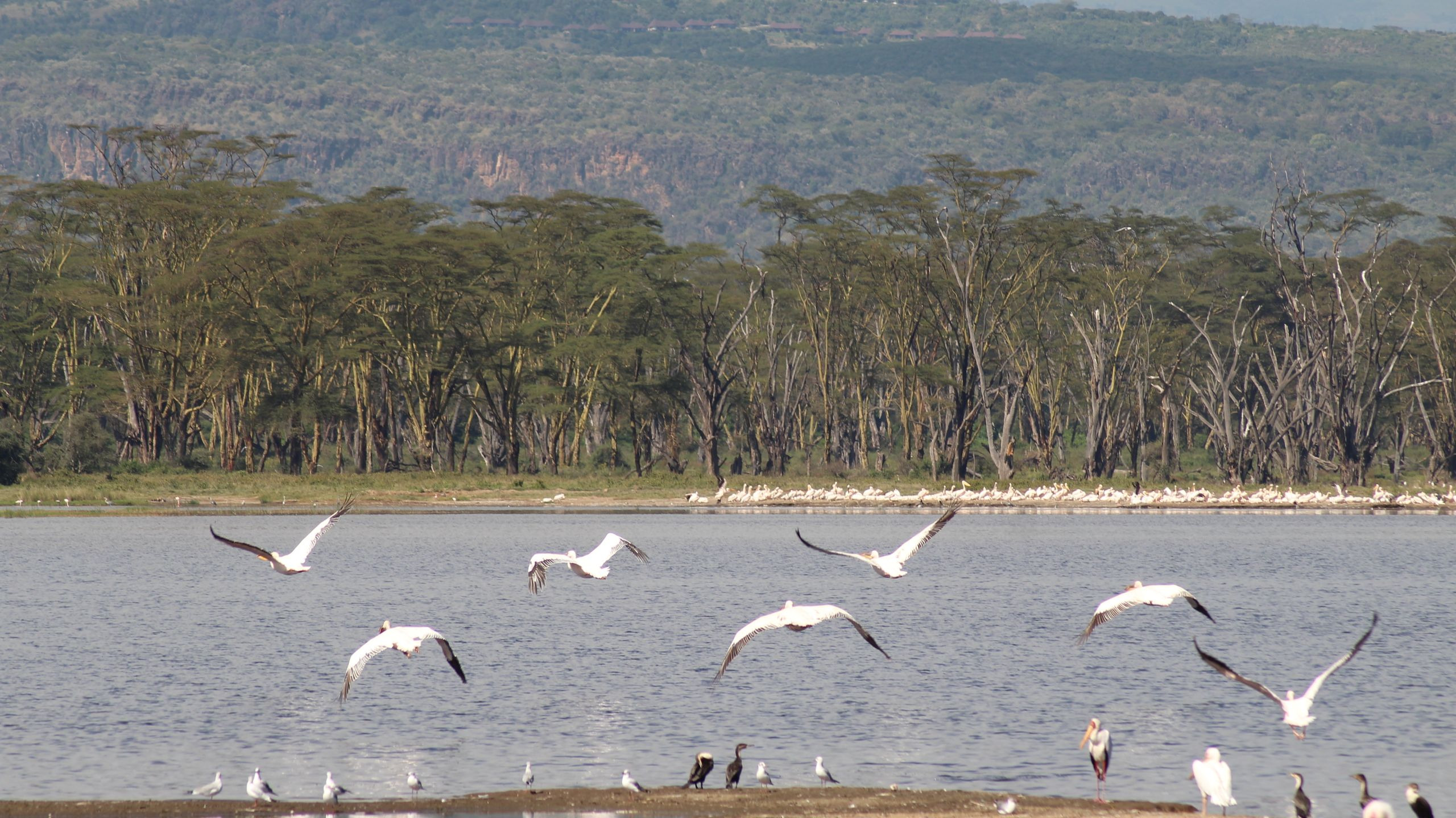 Flock of pelicans flying above the shoreline of Lake Nakuru National Park, Kenya