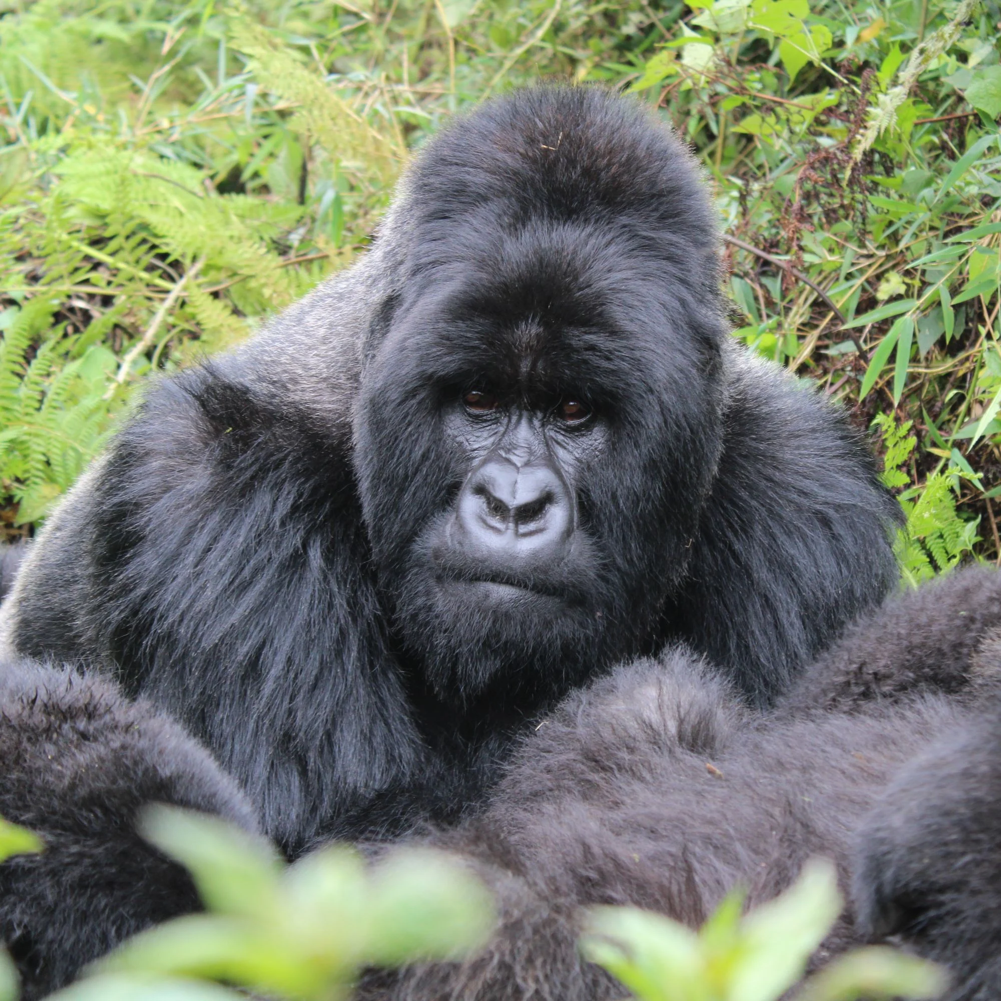 Silverback mountain gorilla in the dense forest at Kinigi, on the edge of Volcanoes National Park, Rwanda
