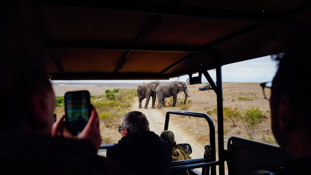 Tourists leaning out of a safari vehicle to watch elephants during a day excursion