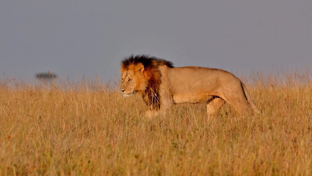 Lone lion prowling the grassy plains of the Masai Mara at twilight