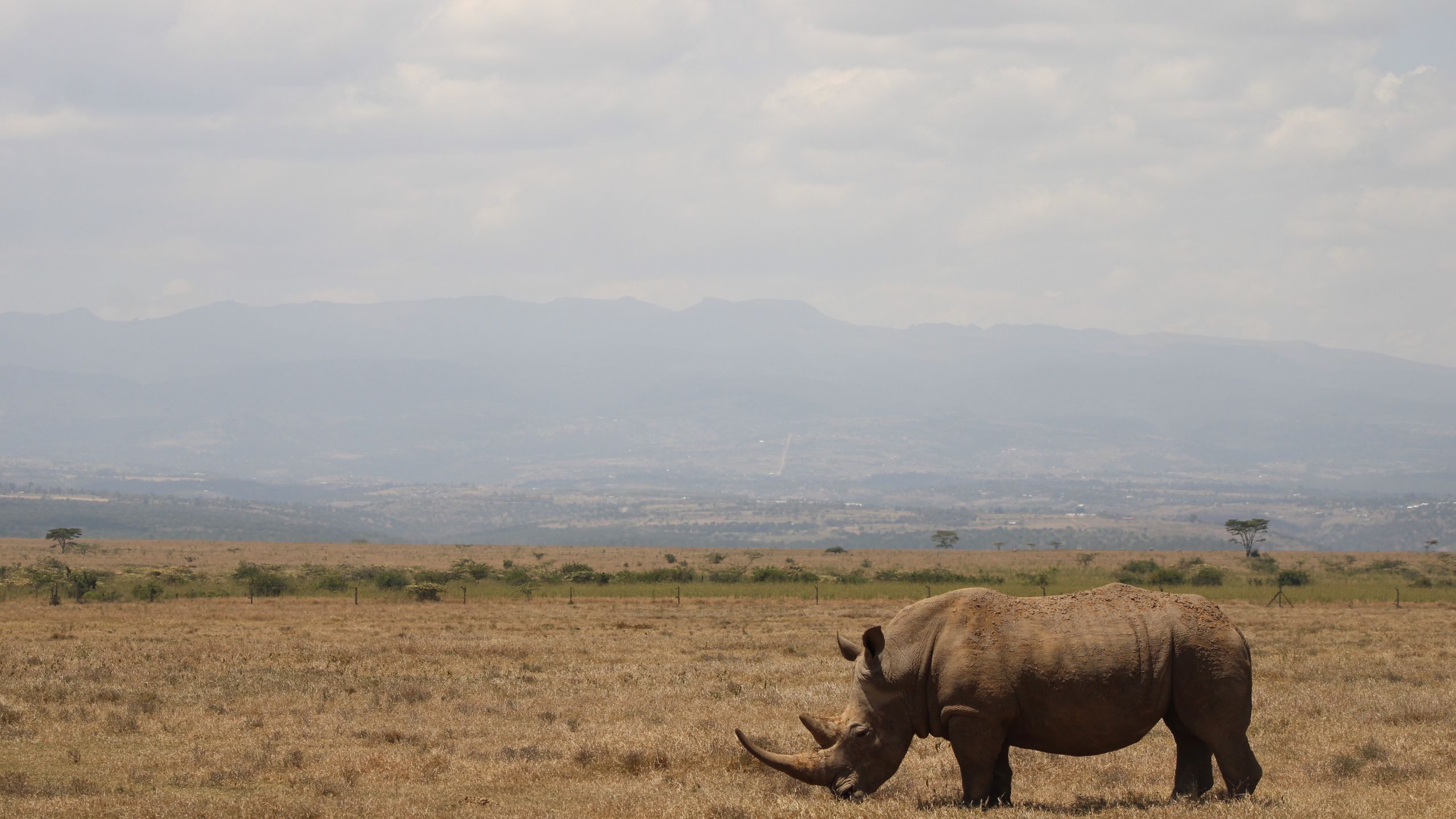 Kicheche Laikipia Camp - photo 4