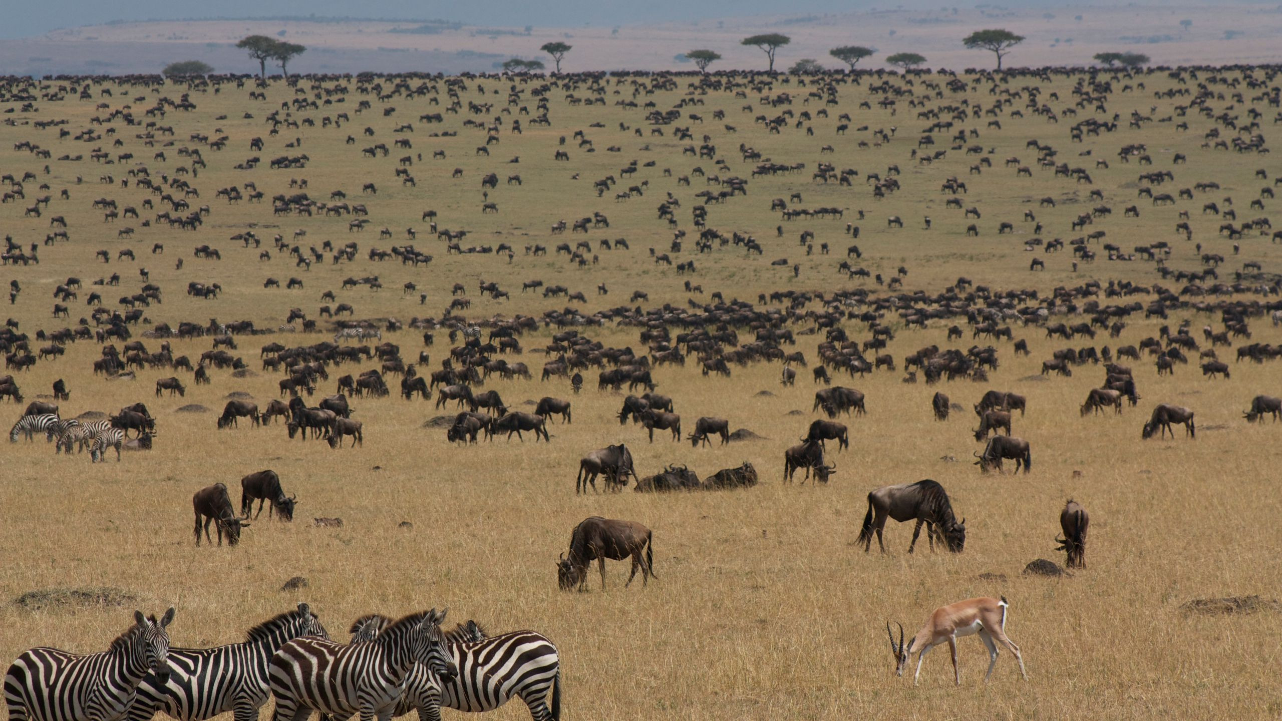 Masai Mara Sopa Lodge - photo 3